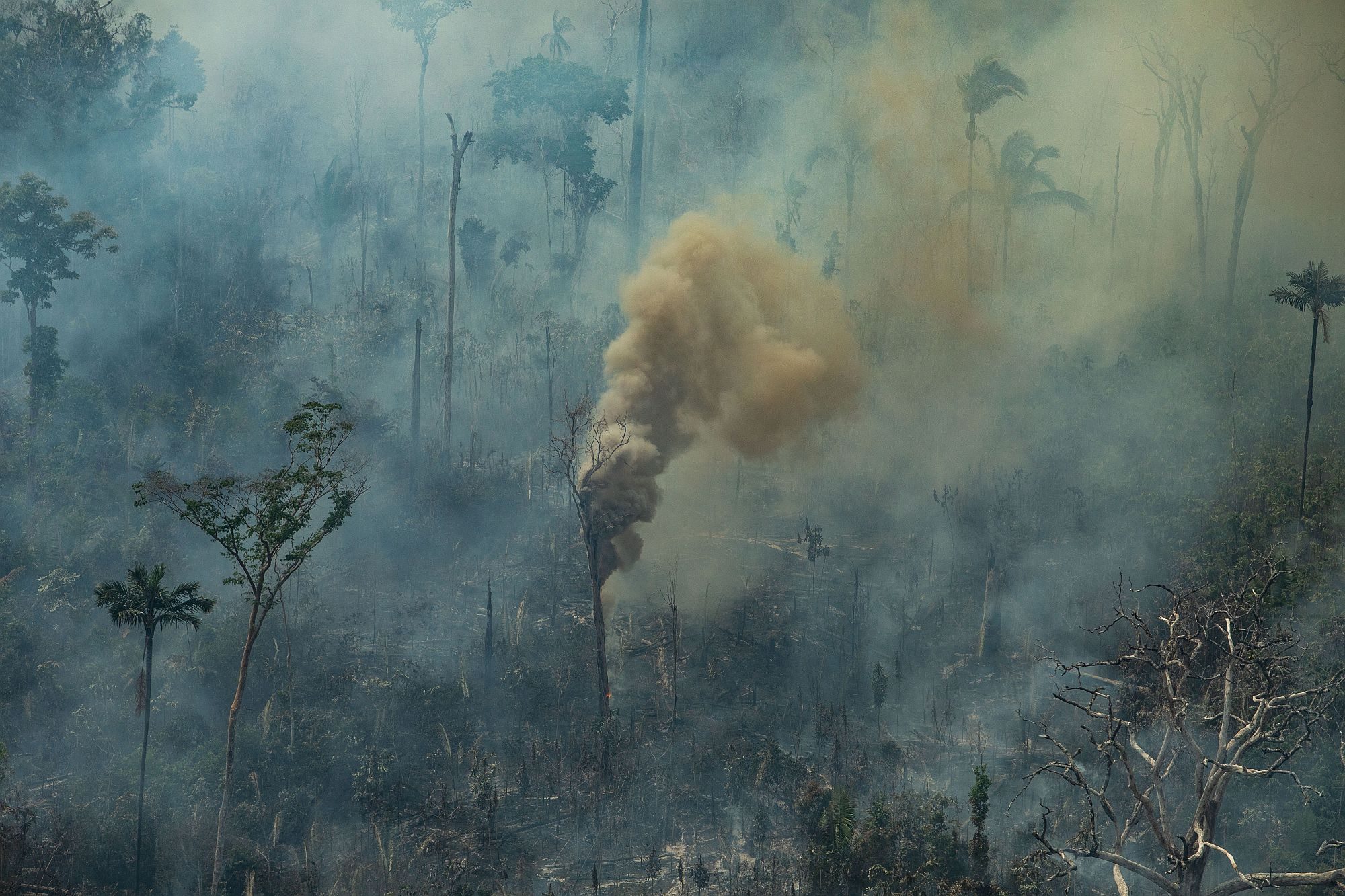 Fires burning in the Amazon forest at the end of August 2019, in Porto Velho, Rondônia - Victor Moriyama / Greenpeace