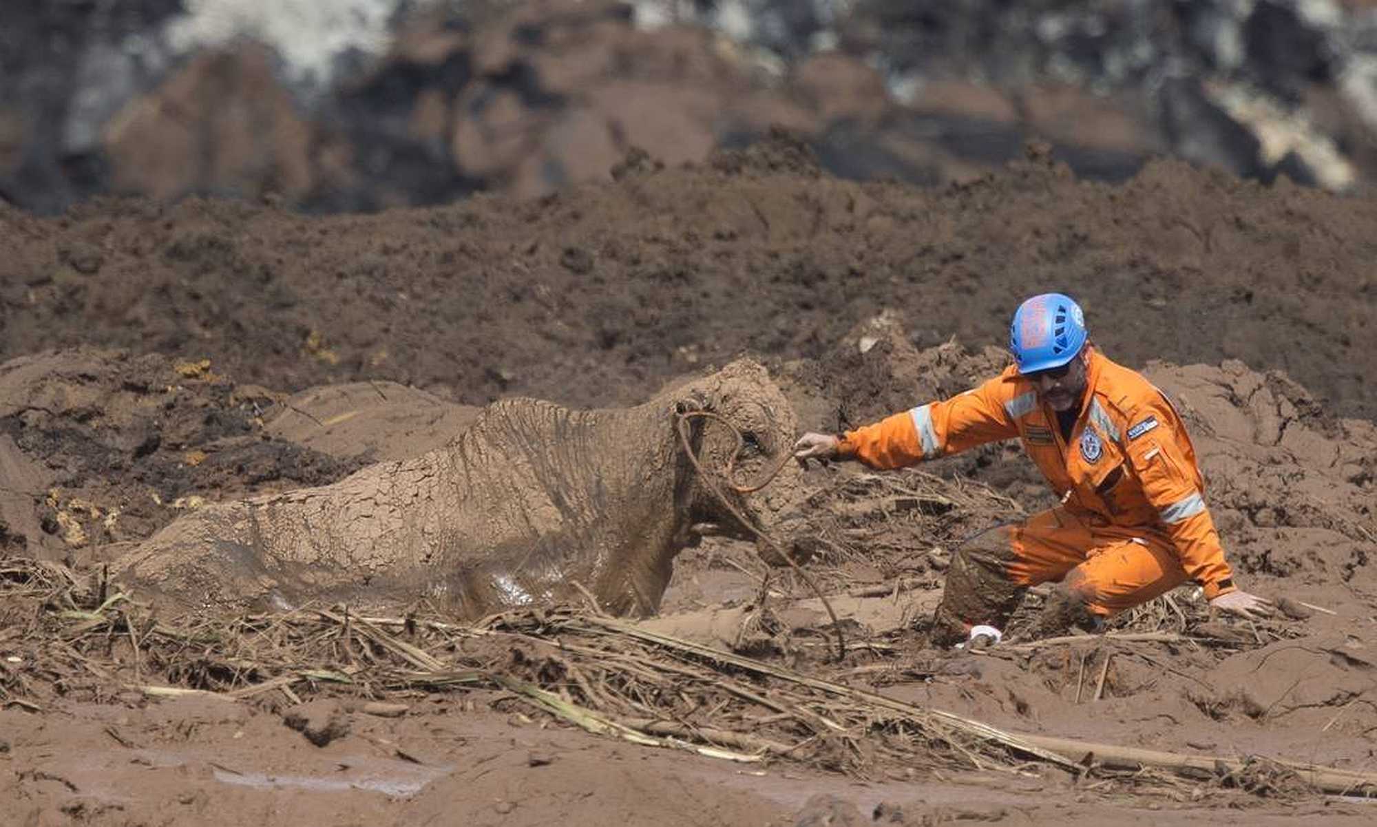 Voluntary firefighter tries to rescue cow entrapped in the mud in Brumadinho