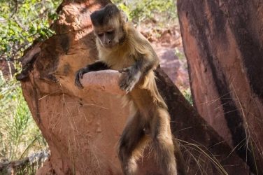 A capuchin monkey in Brazil hoists a stone tool to crack open nuts. Luca Antonio Marino, CC BY-ND