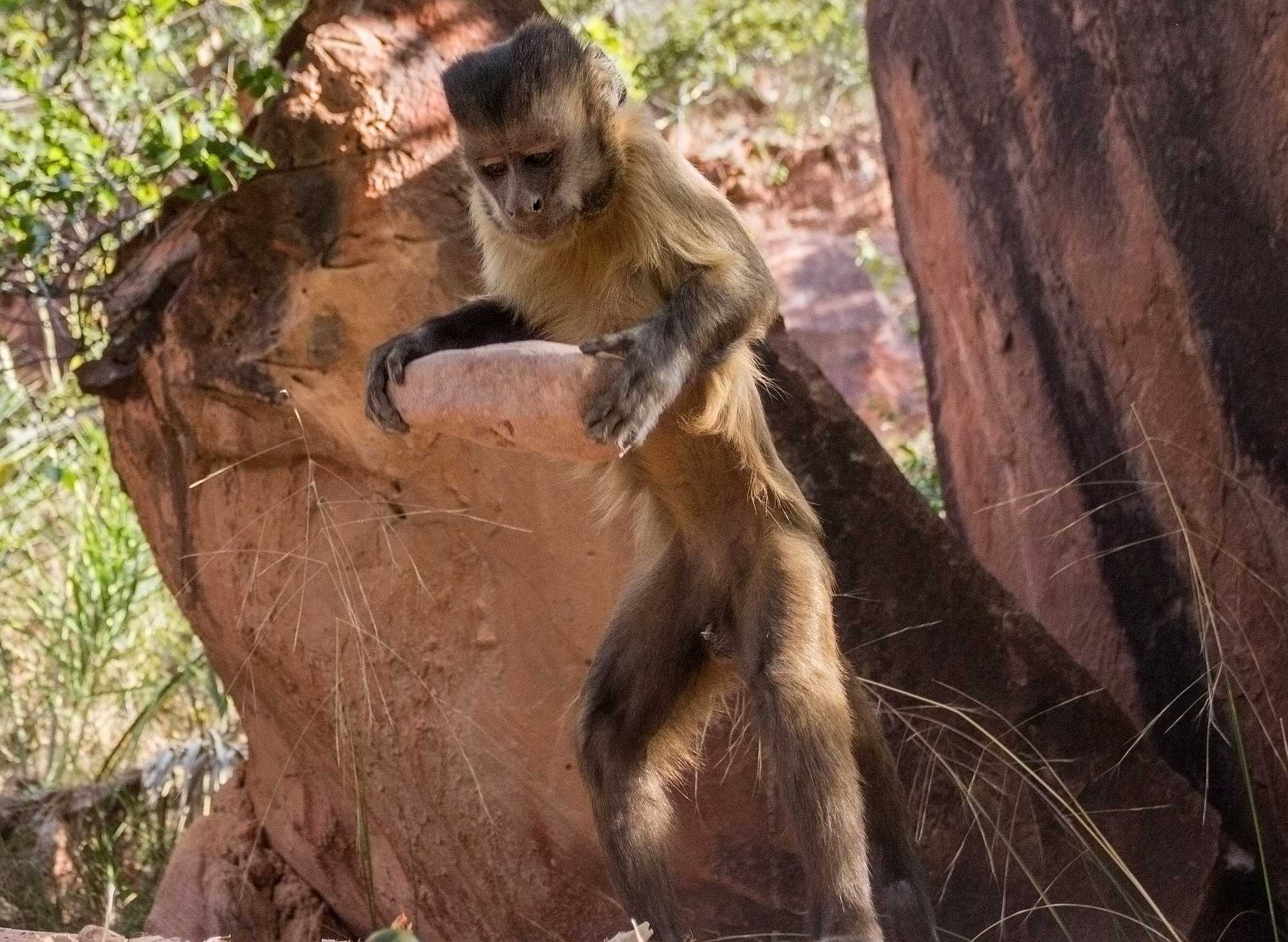 A capuchin monkey in Brazil hoists a stone tool to crack open nuts. Luca Antonio Marino, CC BY-ND
