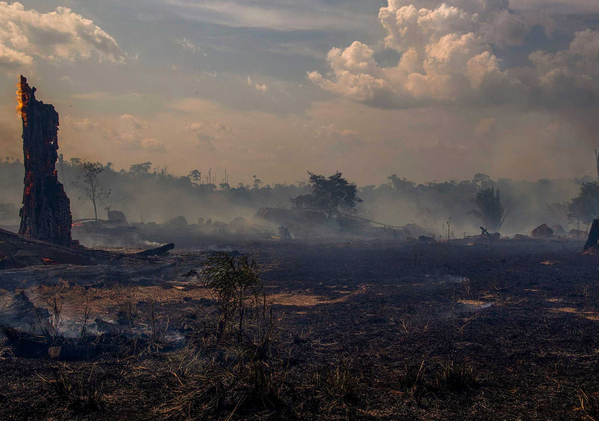 Burning the trees to raise cattle in the Brazilian Amazon