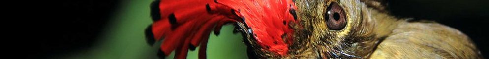 Royal flycatcher (Onychorhynchus coronatus) in the Amazon by Philip Stouffer