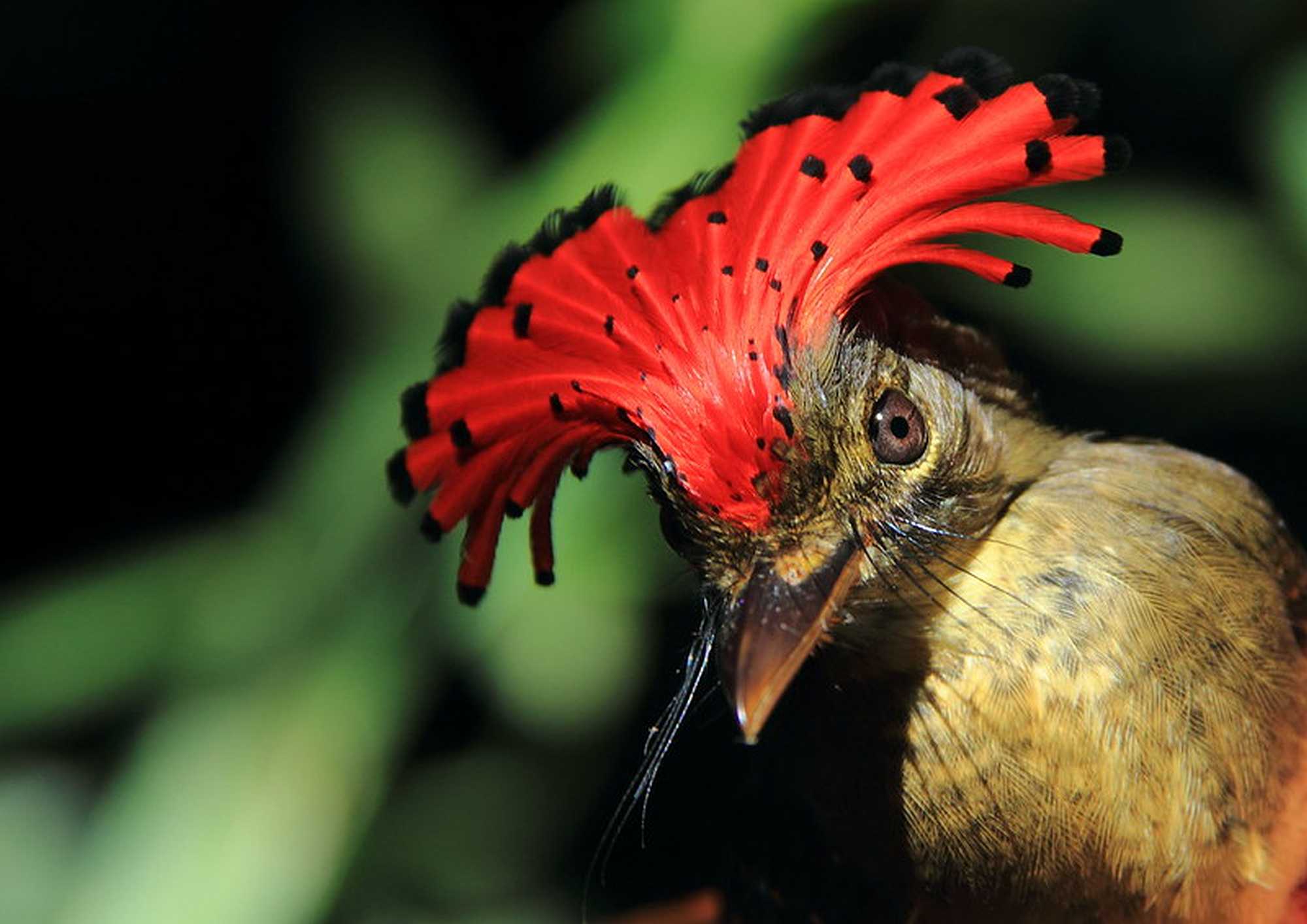 Royal flycatcher (Onychorhynchus coronatus) in the Amazon by Philip Stouffer