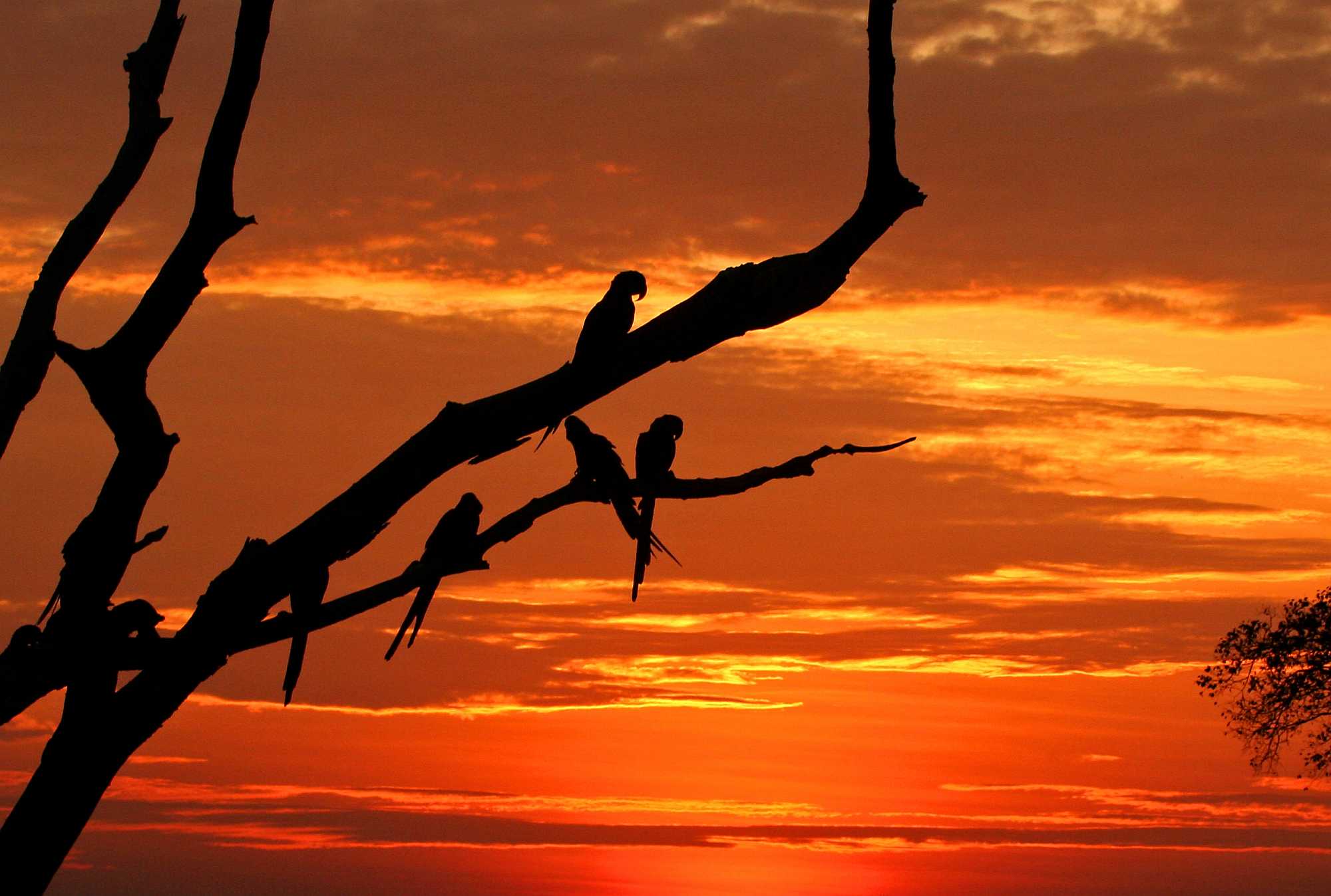 Blue macaws seek rest at Fazenda São Francisco do Perigara.