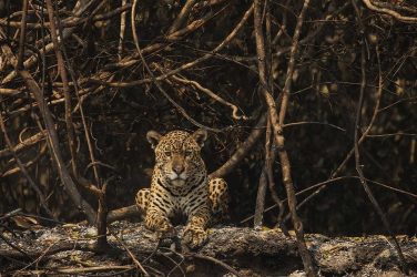 Jaguar that survived the fire in Brazilian Pantanal.
