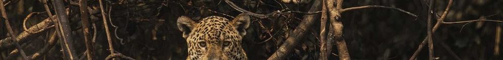 Jaguar that survived the fire in Brazilian Pantanal.