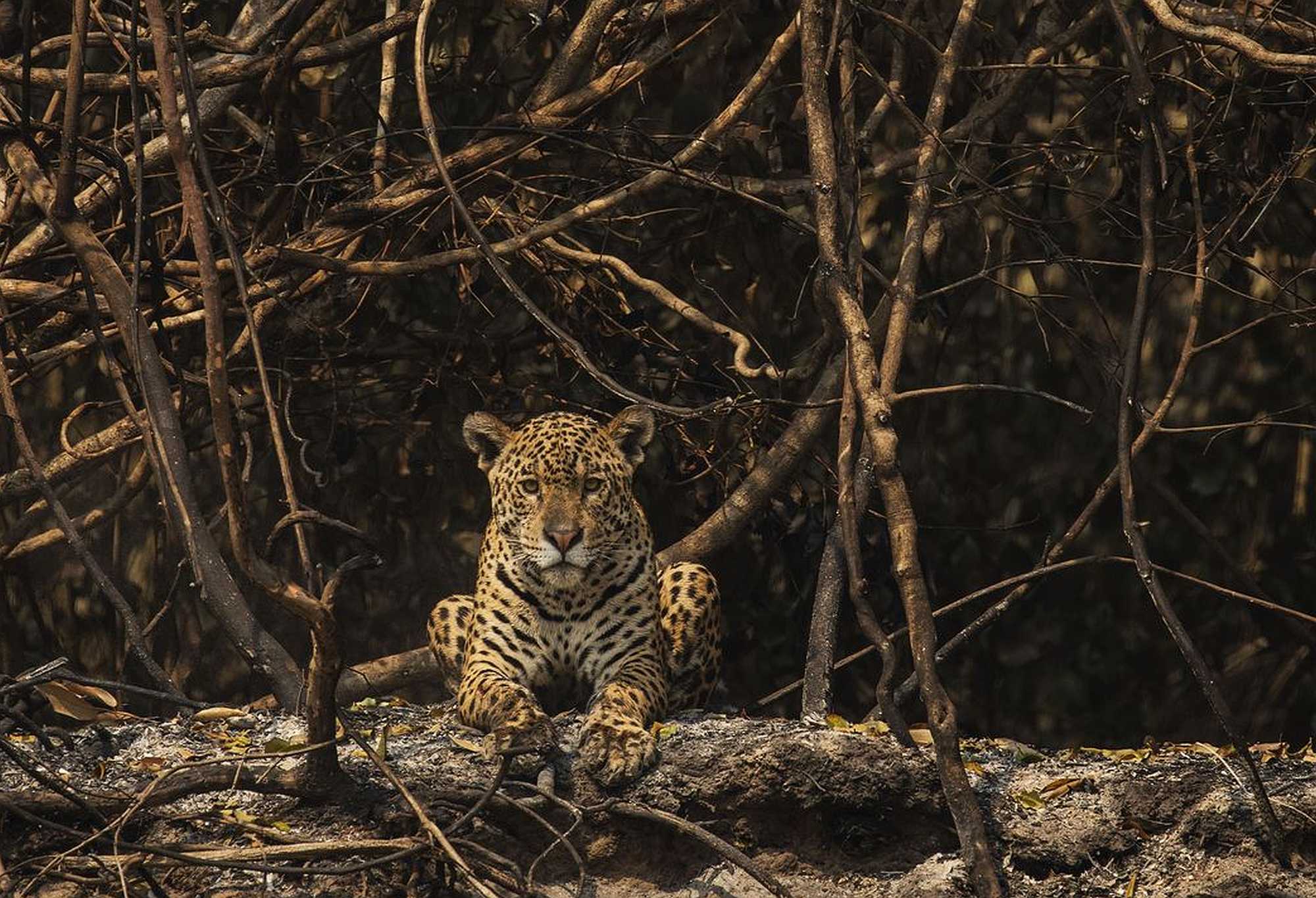 Jaguar that survived the fire in Brazilian Pantanal.