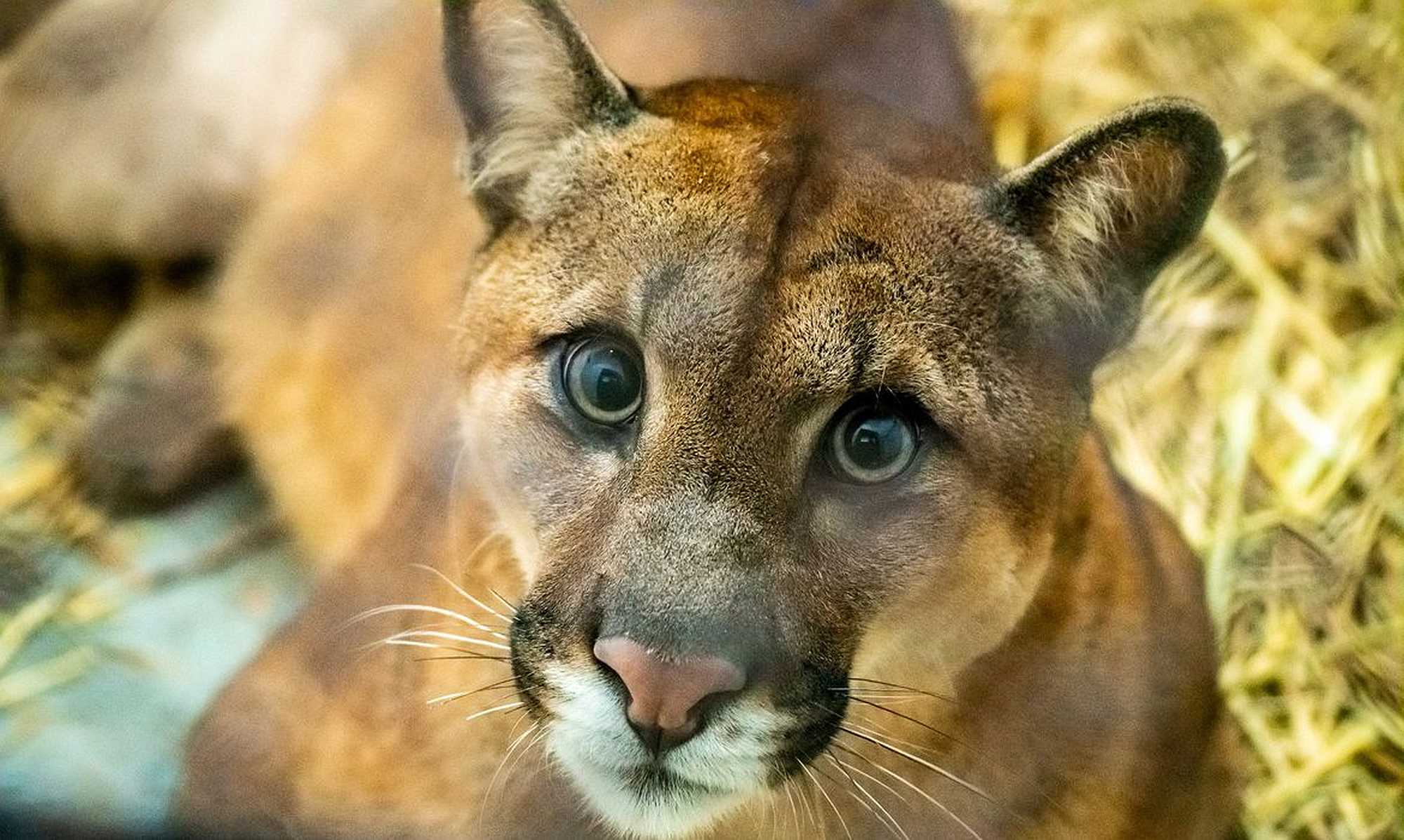 Brazilian puma (onça parda) - Alexandre Marchetti/Itaipu Bin