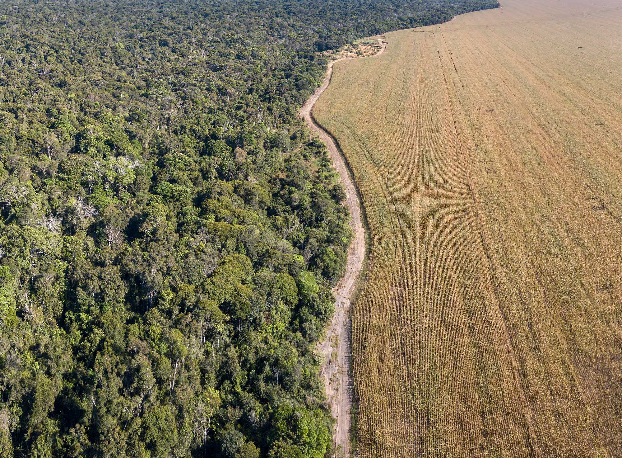 The Amazon rainforest meets soybean fields in Mato Grosso, Brazil. Paralaxis/Shutterstock