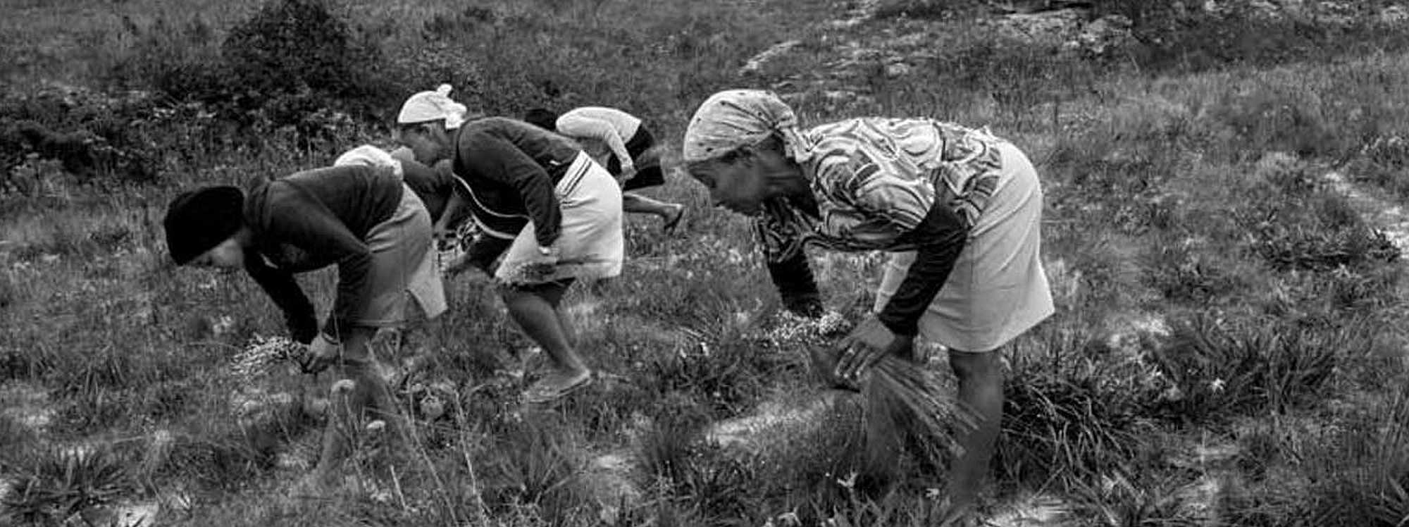 The flower gatherers of the Serra do Espinhaço in Minas Gerais state, Brazil. Image: João Roberto Ripper