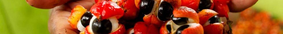 Guaraná fruit. From gene sequencing to chocolate, Brazil's Amazon looks for a new development model