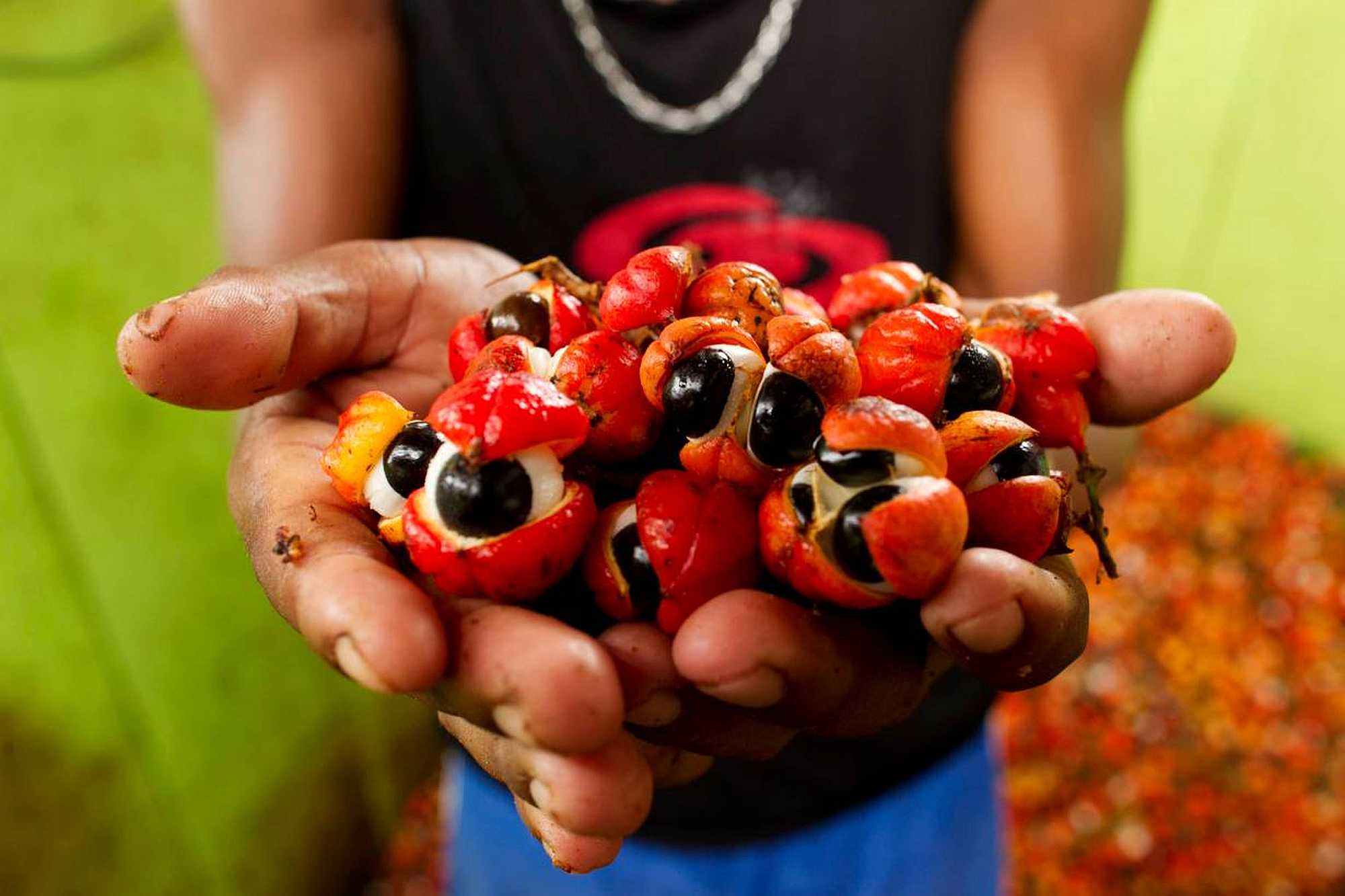 Guaraná fruit. From gene sequencing to chocolate, Brazil's Amazon looks for a new development model