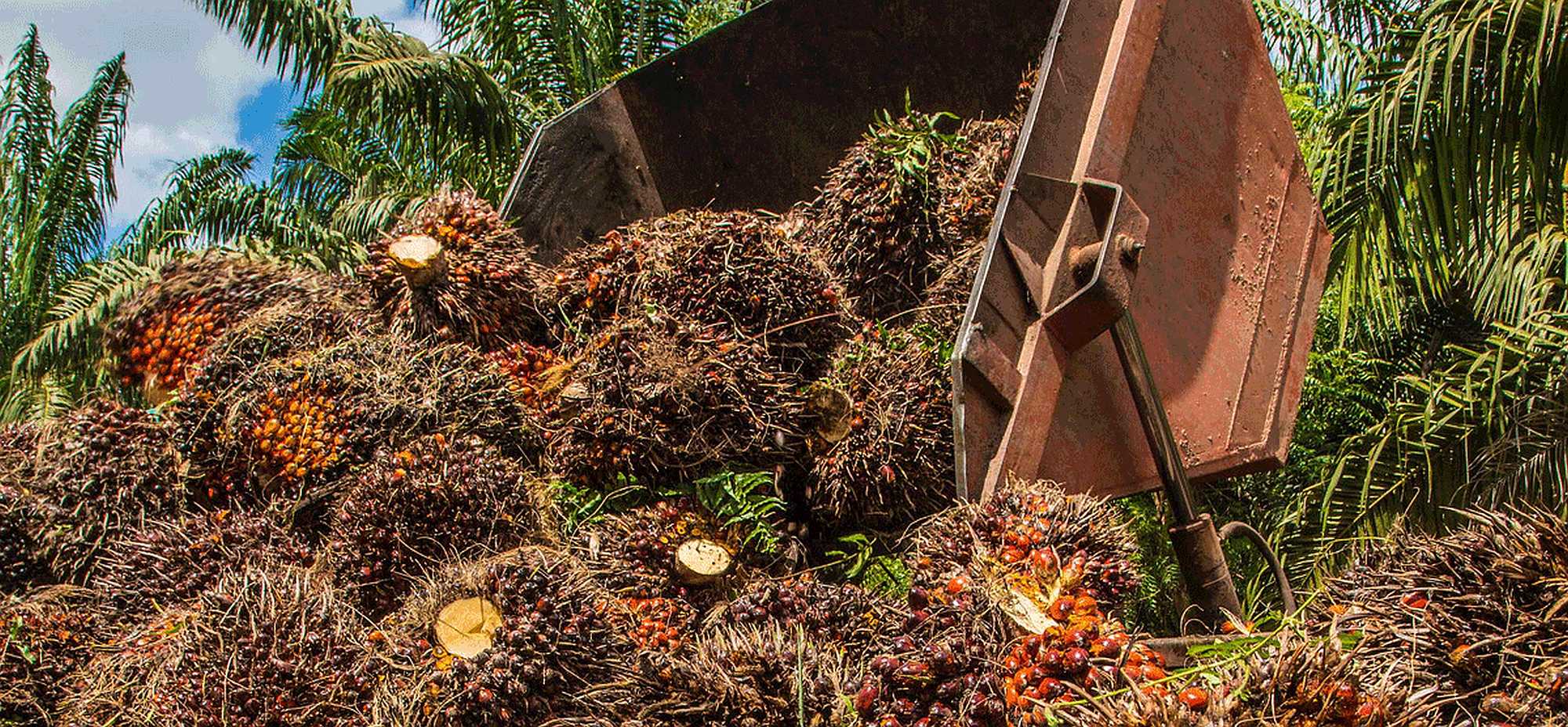 Harvest time at a palm oil plantation in Pará, Brazil. Photo by Miguel Pinheiro/CIFOR.