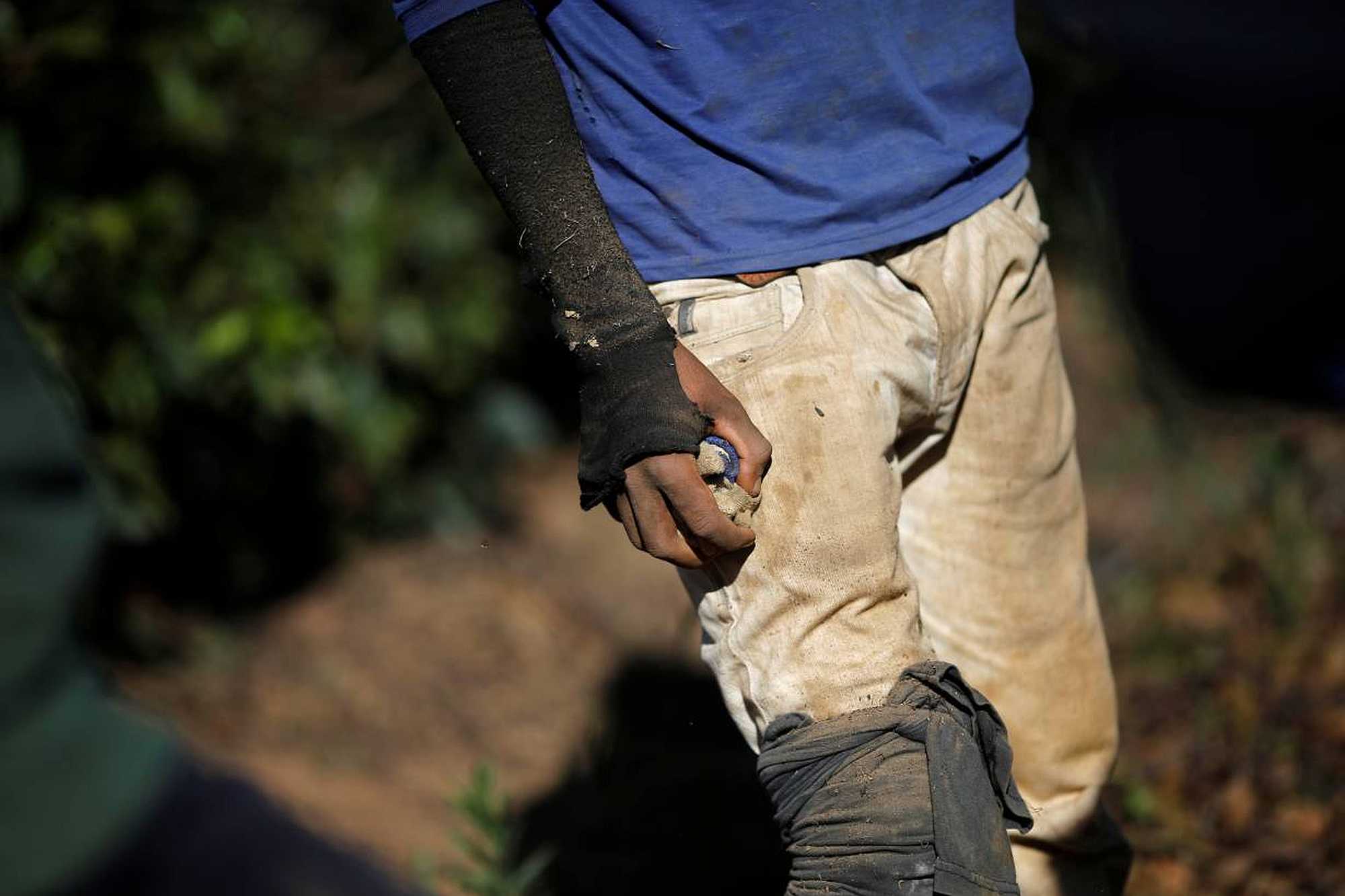 A worker seen in a coffee farm during operation to identify slave workers in Minas Gerais state. REUTERS/Adriano Machado