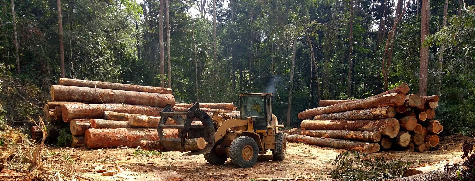 Cut trees in the Amazon. Tarcisio Schnaider / shutterstock