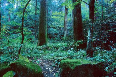 Mata Atlântica Forest - Wikimedia Commons