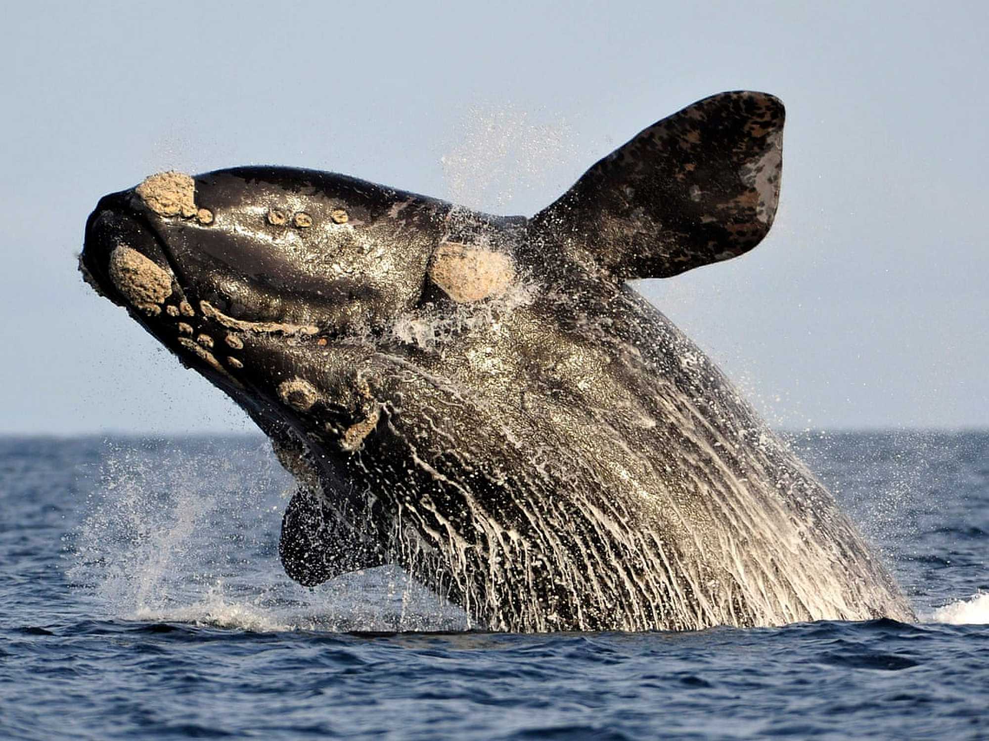 The Southern Atlantic right whale is back in the Brazilian coast.