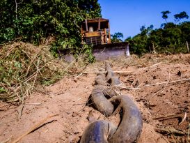 Land grabs put the rainforest at risk by increasing deforestation in the Brazilian Amazon.