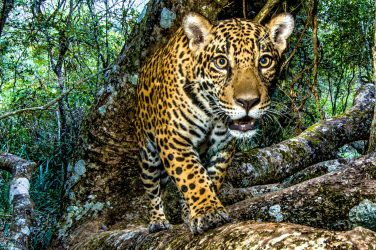 This young jaguar’s “portrait” was captured by a remote camera. Image © Steve Winter/National Geographic/Big Cat Voices.