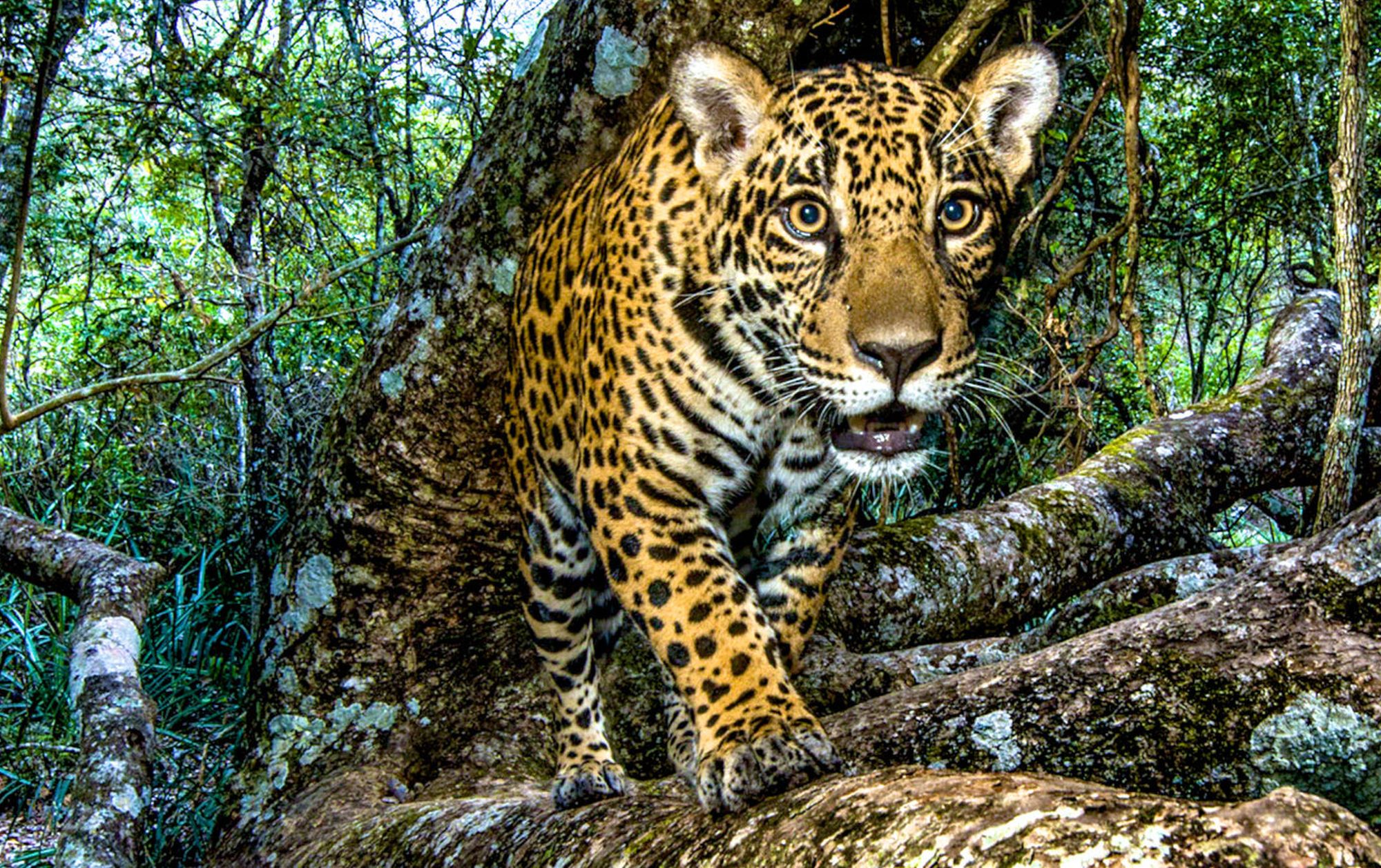 This young jaguar’s “portrait” was captured by a remote camera. Image © Steve Winter/National Geographic/Big Cat Voices.