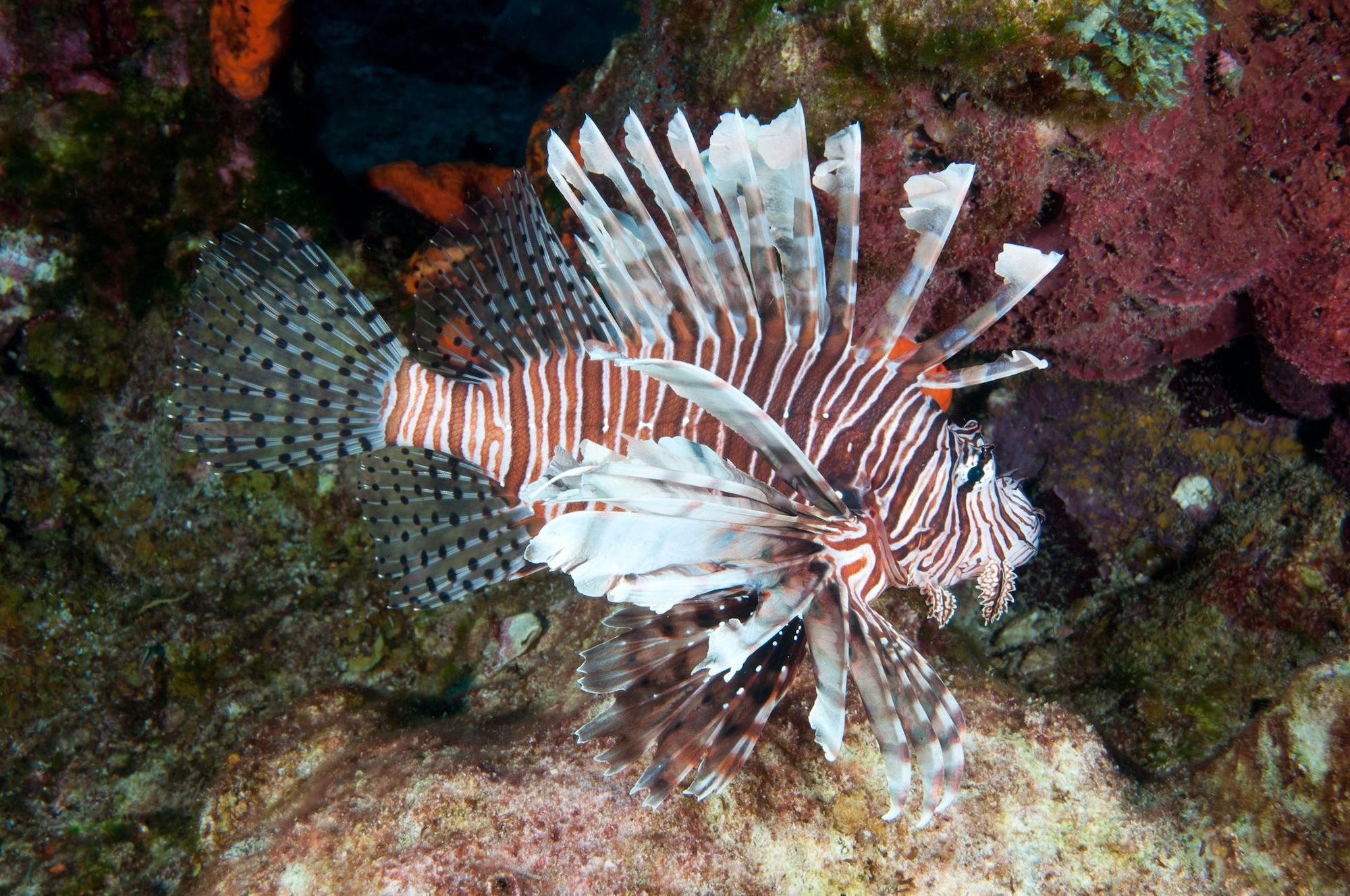 An invasive lionfish at Flower Garden Banks National Marine Sanctuary in the Gulf of Mexico. G. P. Schmahl/NOAA, CC BY