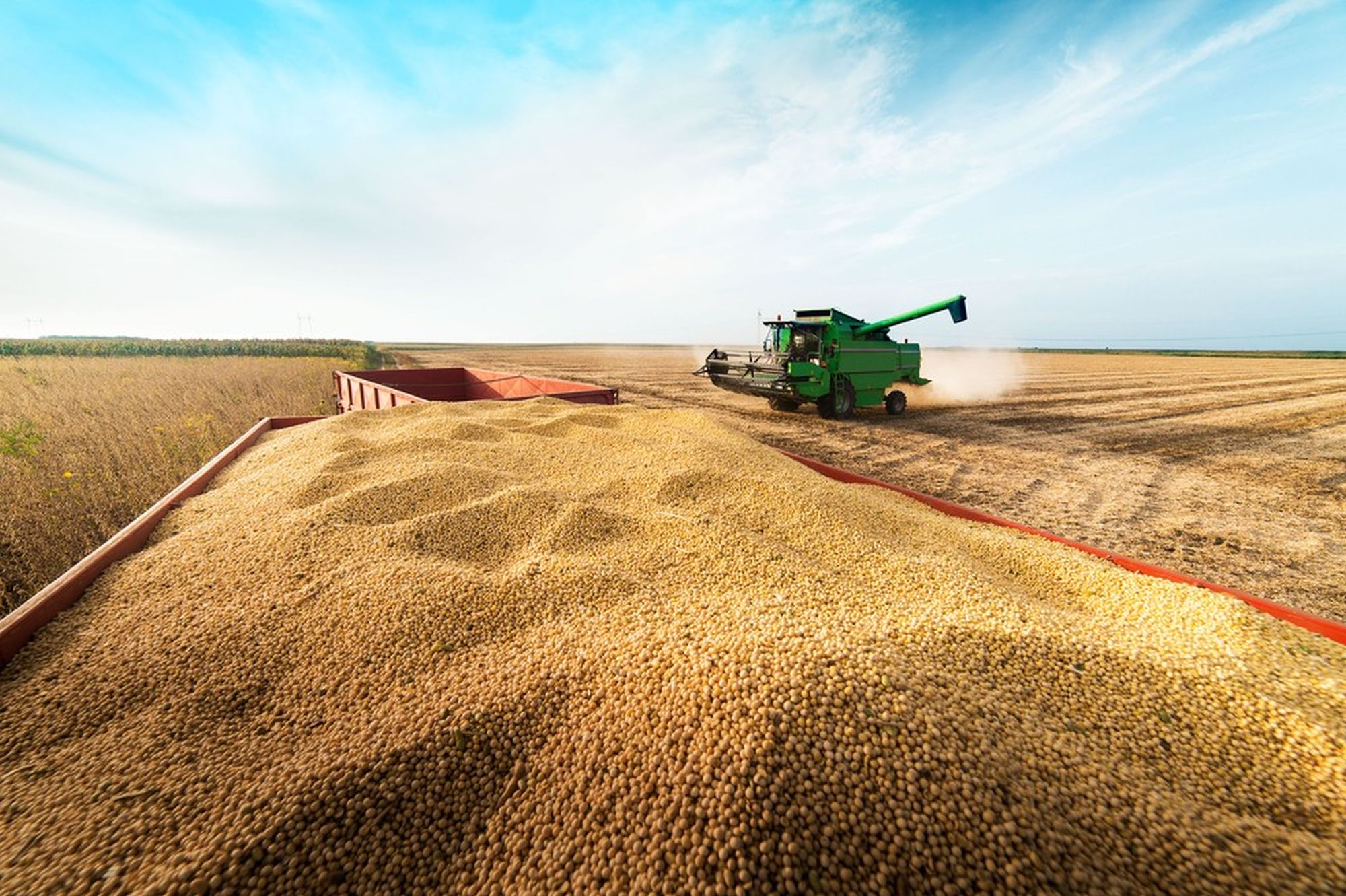 A soy field in Brazil