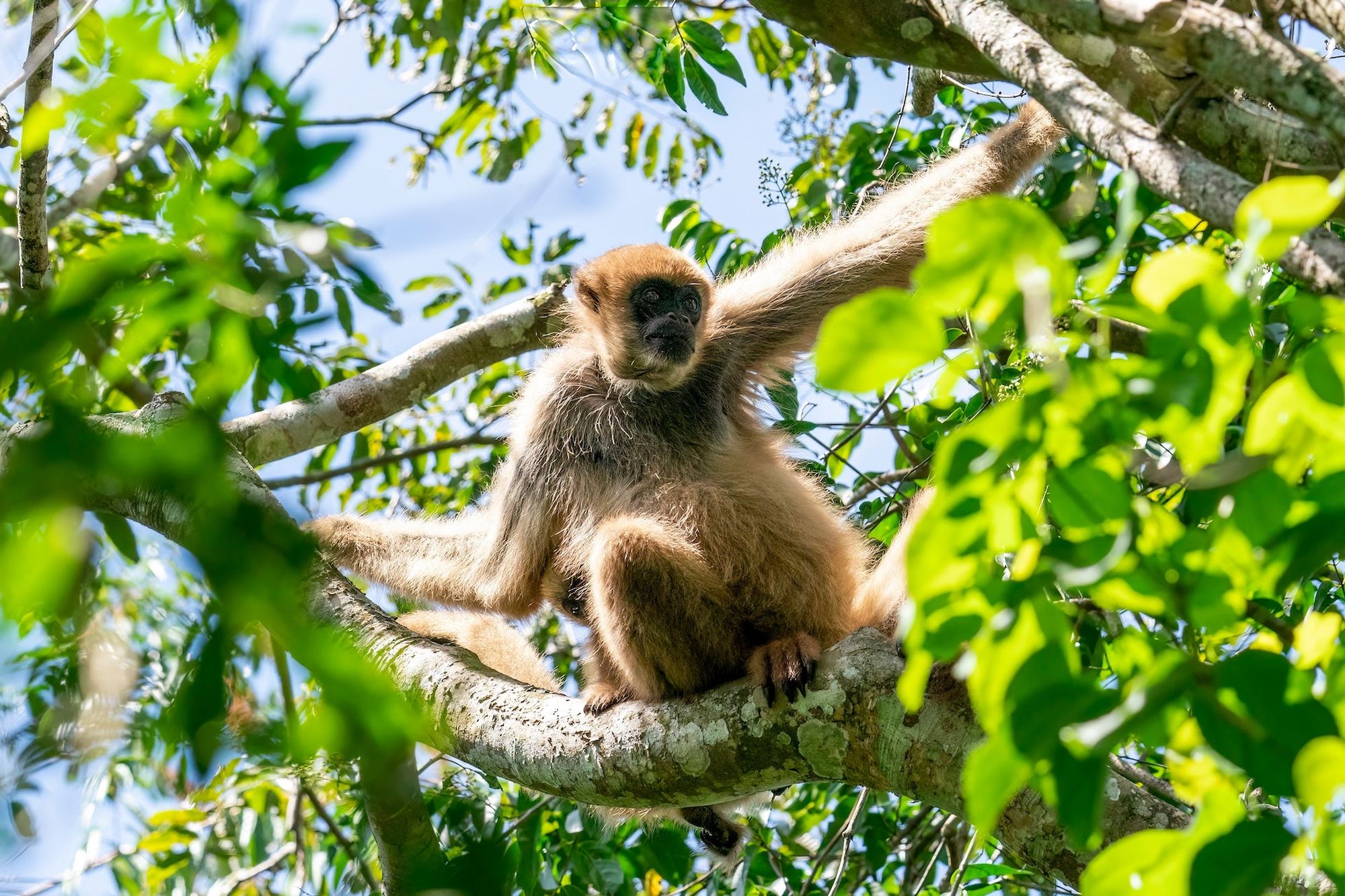 The southern muriqui, endemic to Brazil, is in danger of extinction. Rob Jansen / Shutterstock