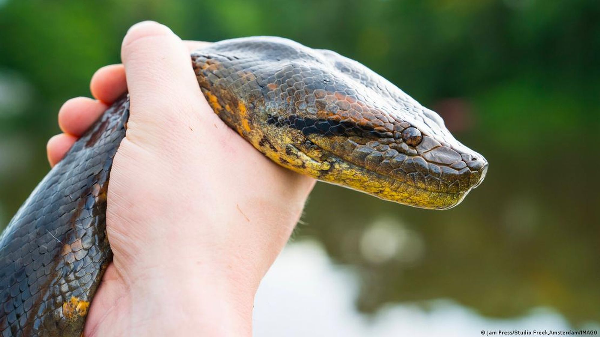 Scientists discovered a new snake species known as the northern green anaconda.