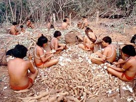 Amazon indigenous peoples preparing the cassava.