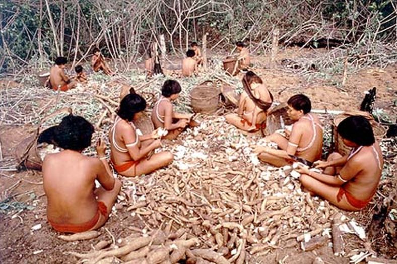 Amazon indigenous peoples preparing the cassava.