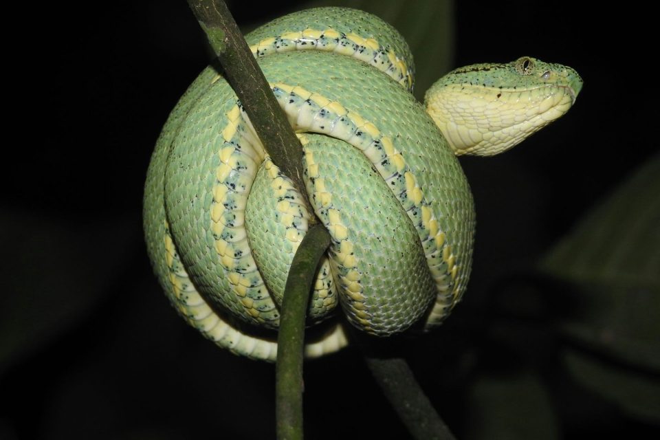 The Papagaia (B. bilineatus) is one of the 12 species of snake found in the Alto Juruá region in Acre. Picture: Paulo Bernarde